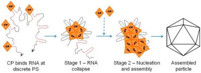 Illustration of Alphavirus Capsid Assembly