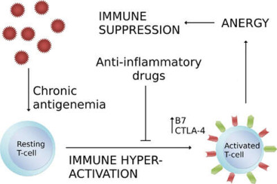 Chronic Antigenemia Induces Immune Hyper-Activation that Leads to Immune Suppression