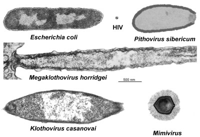 Comparison of the Size of Giant Viruses