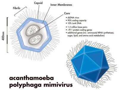 An Illustration of Mimivirus