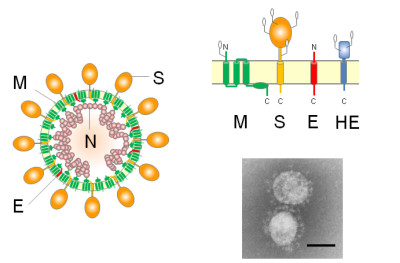 Coronavirus Virions