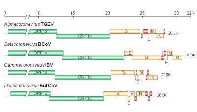 Genome Organizations of Various Coronavirus Genera