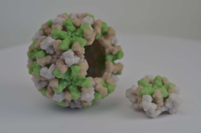 3D Print of Norwalk Virus