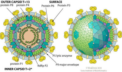 Schematic Drawing of a Cystovirus Virion