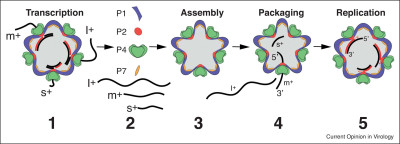 Assembly and Pre-Genome Packaging in Members of the Cystoviridae Family