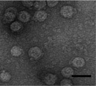 Pseudomonas Virus Phi6