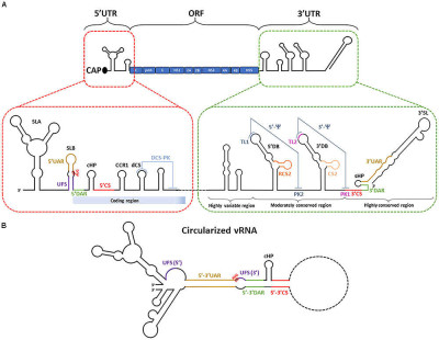 Schematic Representation of Flavivirus vRNA