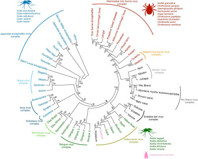 The Antigenic Relationships among Flaviviruses