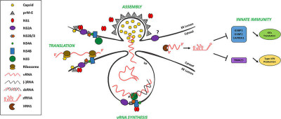 A Model of the Different Fates of vRNA of Flaviviruses