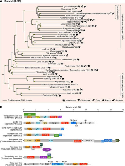 Branch 3 of the RNA virus RNA-Dependent RNA Polymerases