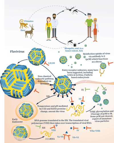 Replication Cycle of Viruses of Genus Flavivirus