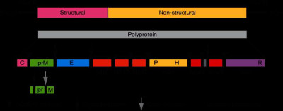 Genome Organization and Polyprotein Processing of Members of Flavivirus