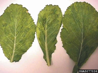 Turnip Leaves Infected with Turnip Mosaic Virus