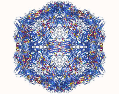 Penaeus Stylirostris Densovirus Capsid