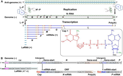 Transcription and Replication of the Vesicular Stomatitis Virus Genome