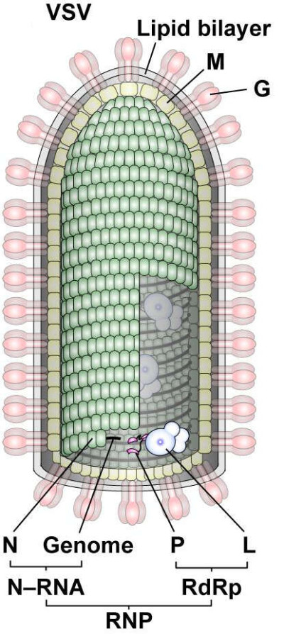 Schematic Diagram of a Vesicular Stomatitis Virus Virion