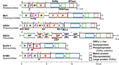 Gene Organization of Non-Segmented Negative Strand RNA Viral Genomes