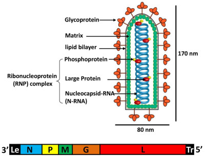 Vesicular Stomatitis Virus Virion Structure and Genome Organization