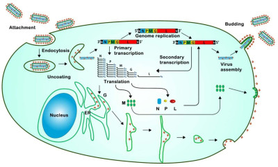 Overview Diagram of Vesicular Stomatitis Virus Life Cycle