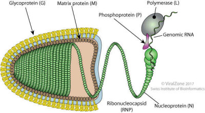 Schematic Drawing of a Rhabdoviridae Virion