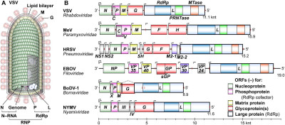 VSV Virion and Non-Segmented Negative Strand RNA Viral Genomes