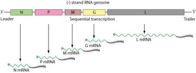 Rhabdoviridae Genome