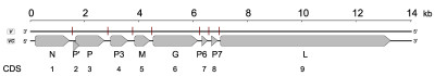 Genomic Organization of StrV-1-ČRM1