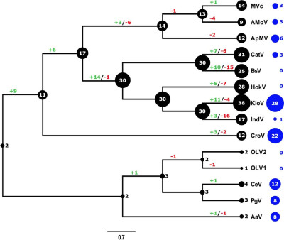 Evolutionary History of Translational Machinery Found in Giant Viruses