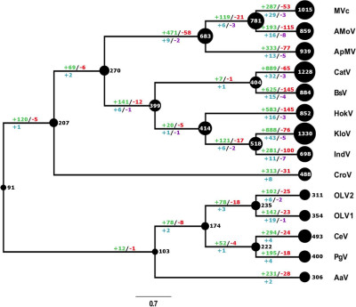 Evolutionary History of Gene Family Content Found in Giant Viruses