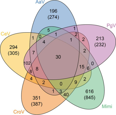 Proximity in Gene Content of Five Members of Family Mimiviridae