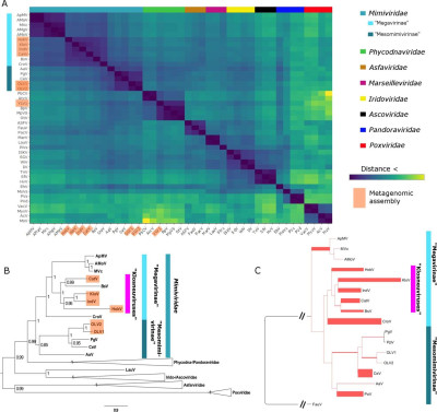 Bodo Saltans Virus Phylogeny