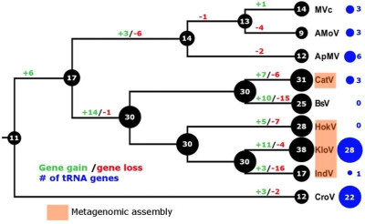 Evolutionary History of Translational Machinery Found in Giant Viruses