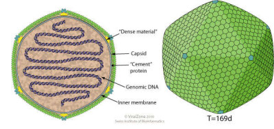 Schematic Drawing of a Phycodnaviridae Virion