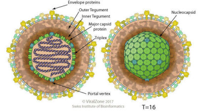 Schematic Drawing of Orthoherpesviridae Virion