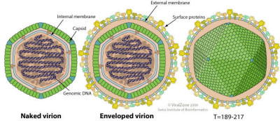 Schematic Drawing of a Virion of the Subfamily Alphairidovirinae