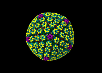 Herpes Simplex Virus Capsid