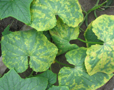 Leaves of Cucumber Plant Affected by the Cucumber Mosaic Virus