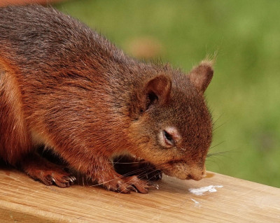 Red Squirrel With Squirrelpox Virus