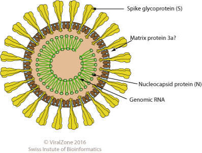 Diagram of Mesoniviridae Virion