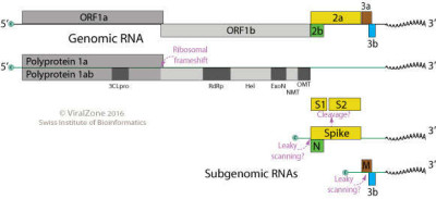 Diagram of Mesonivirus Genome