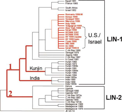 Phylogenetic Tree of West Nile Viruses