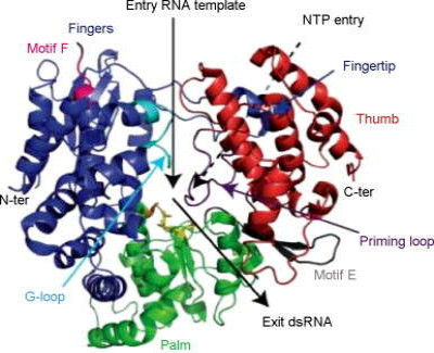 Overview of the Flavivirus RdRp Structure