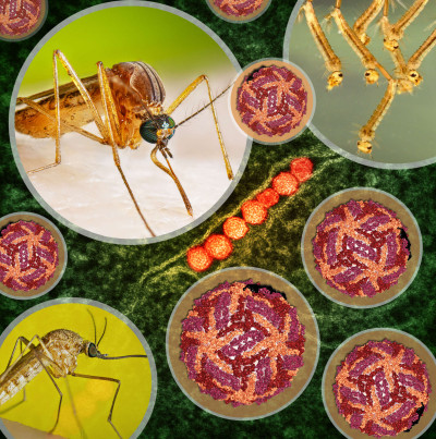 West Nile Virus Artwork