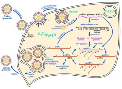 West Nile Virus Life Cycle