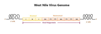 Genome of the West Nile Virus