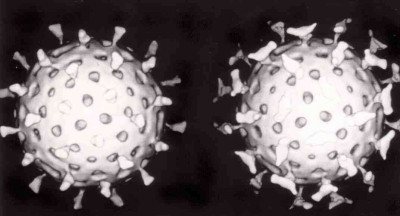 Rotavirus with Antibody