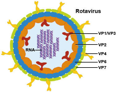 Illustration of Rotavirus