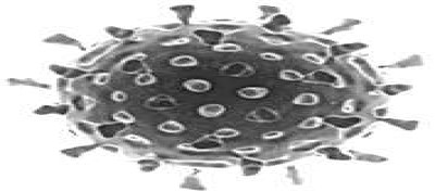 Rotavirus Reconstruction (Negative)