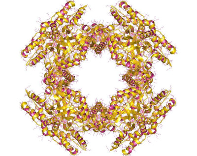 Crystal Structure of Human Rotavirus NSP2