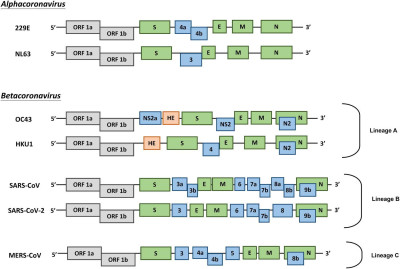 Genome Organization of Human Coronaviruses